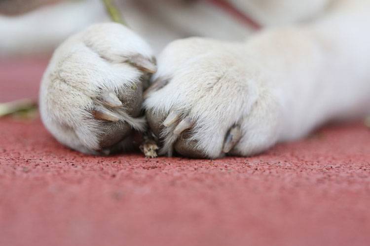 should dew claws be removed on great pyrenees