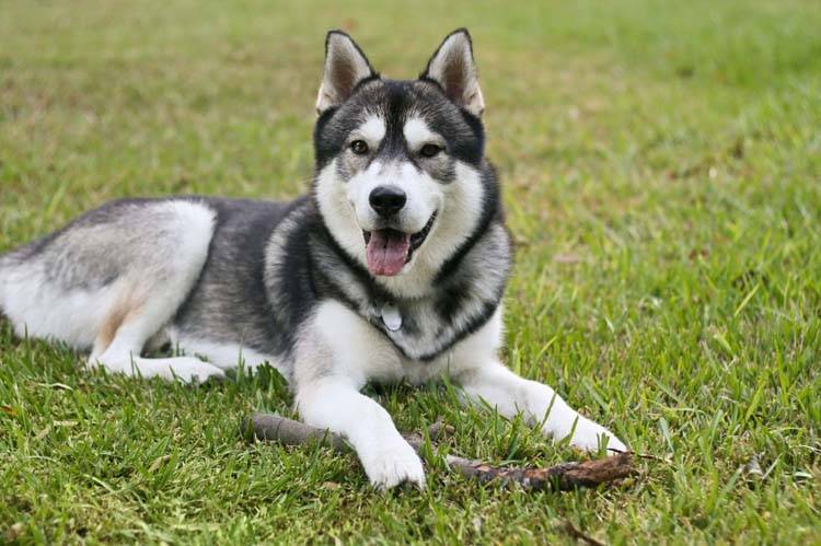 are siberian huskies good service dogs