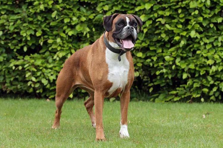Boxer Dogs: What's Good About 'Em, What's Bad About 'Em