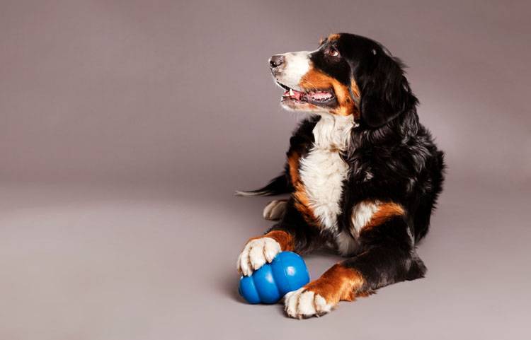 Feed and Entertain Your Dog With a Kong Wobbler - Animal Behavior