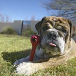 10 Healthy Foods to Fill Your Dog's Kong Toy - Ollie Blog