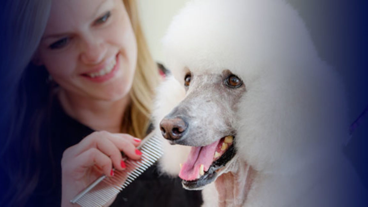 Dog Grooming School  Pet Grooming Training
