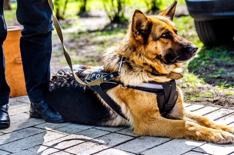 how long are police dogs in service
