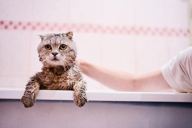 Flawless Finish Cat Coat Conditioner Ends Your Cat Bath Perfectly