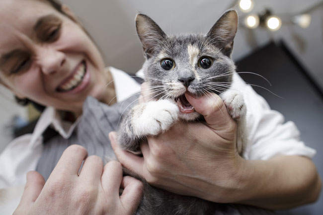 How To Get A Cat To Stop Biting Feet