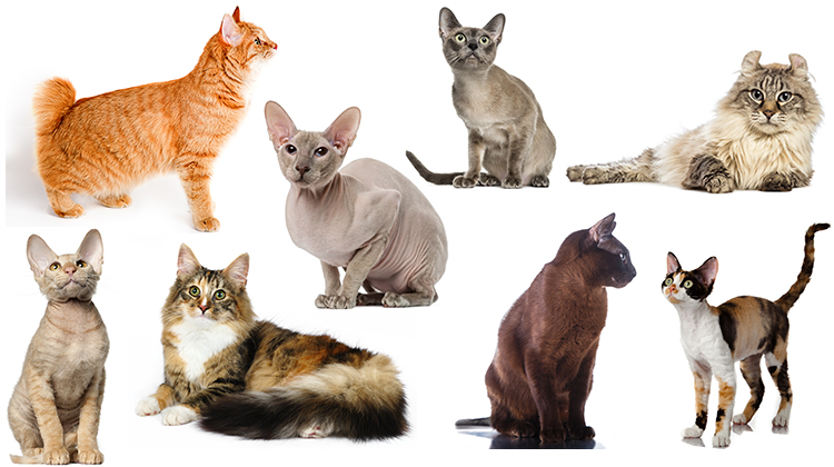 types of cats