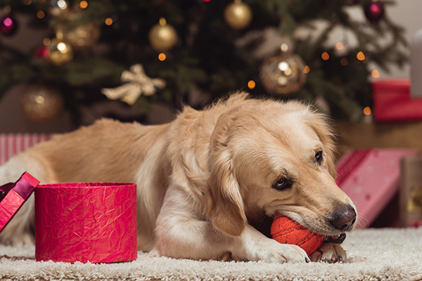 Giving Your Dog Holiday Presents
