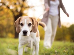 Dog Walking Etiquette - Animal Behavior College