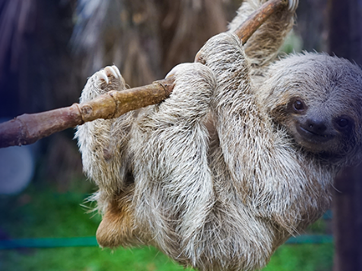 Zookeeper Assistant Course With Alumni Benefits Animal Behavior College