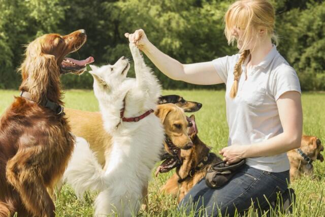 How to Choose a Certified Dog Trainer - Animal Behavior College