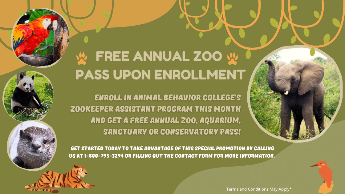 Enroll in Animal Behavior College’s Zookeeper Assistant Program or