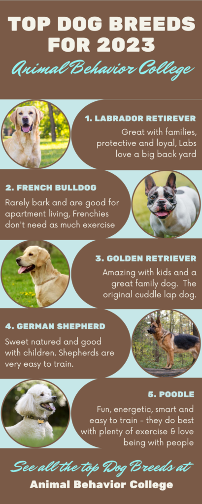The Most Popular Dog Breeds of 2020
