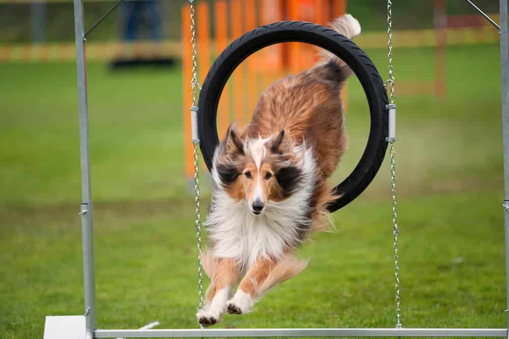 Beyond Sit and Stay: Advanced Skills Taught by Professional Dog Trainers