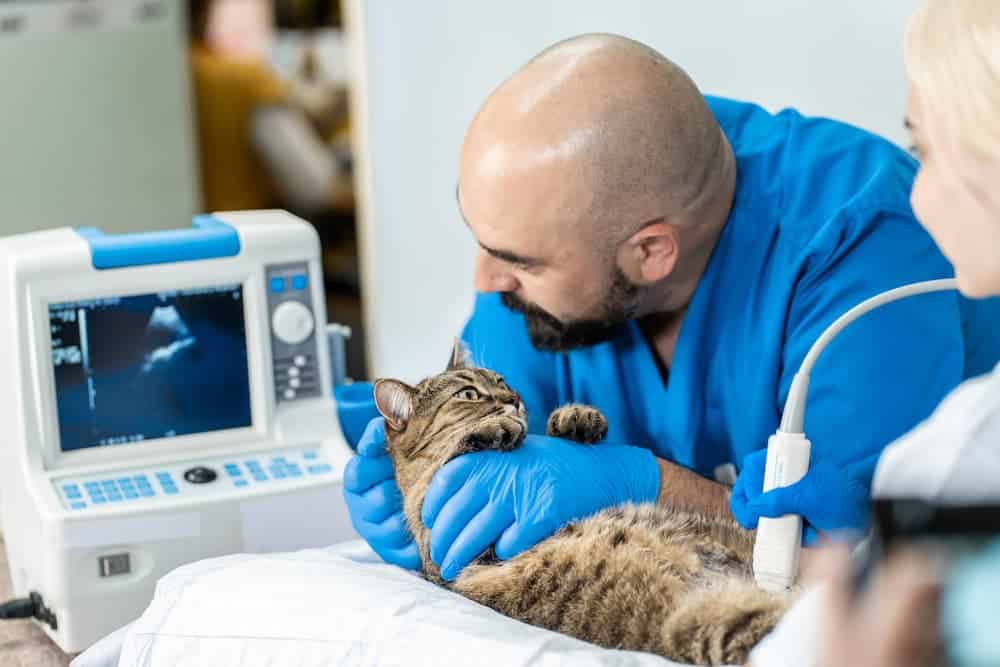 Veterinary Assistant Requirements vs. Veterinary Technician Requirements: Understanding the Difference